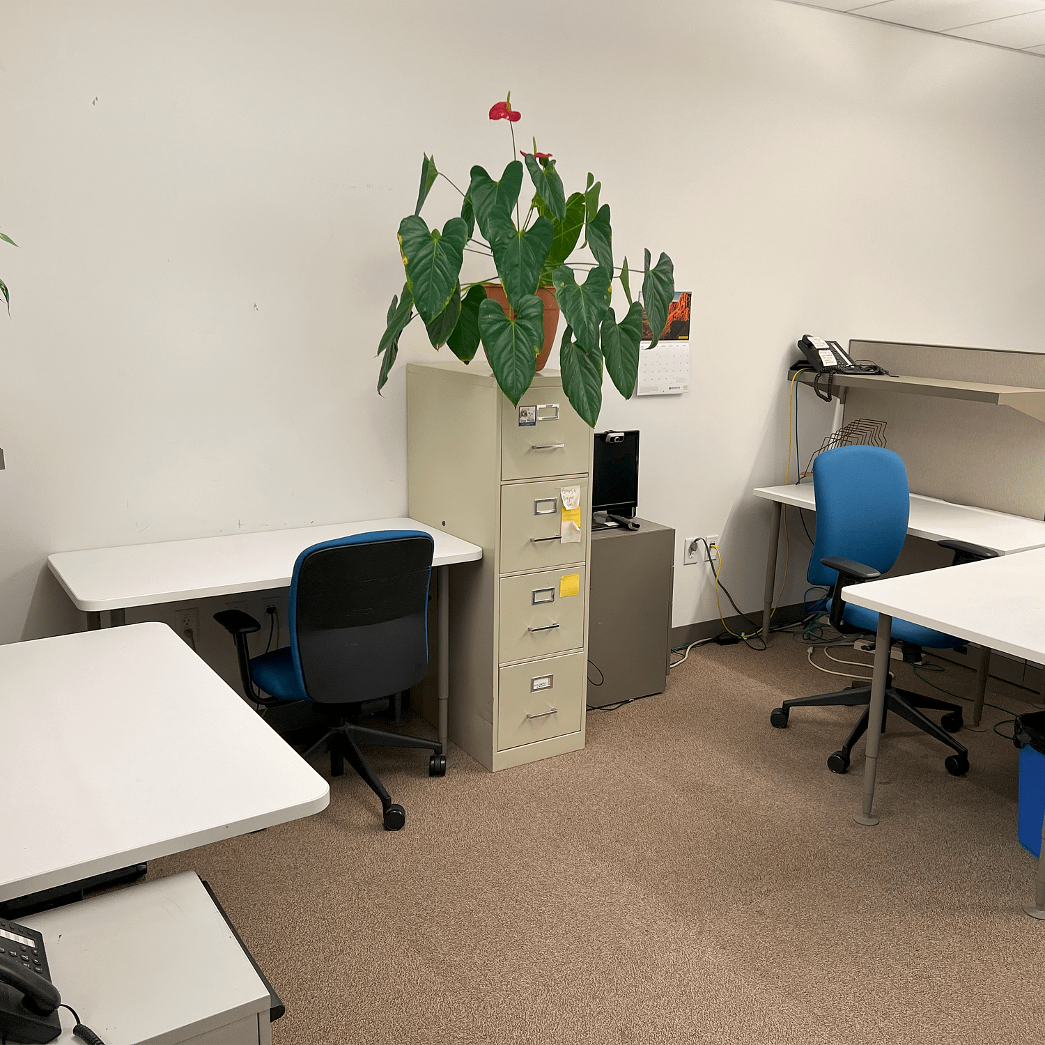 Back cubicle, the largest of the 3, with 2 workspaces of two desks and one chair each, seperated by a file cabinet with a large plant on top